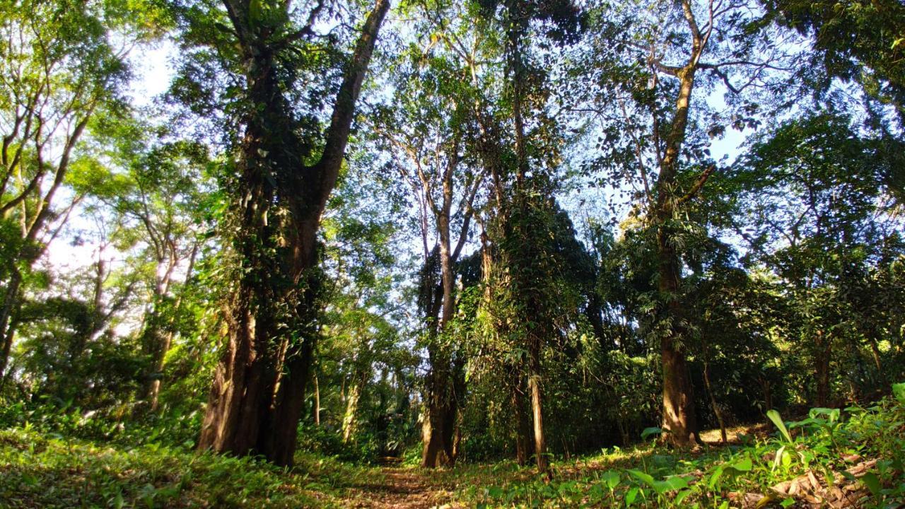 Gran Gavilán Del Lodge