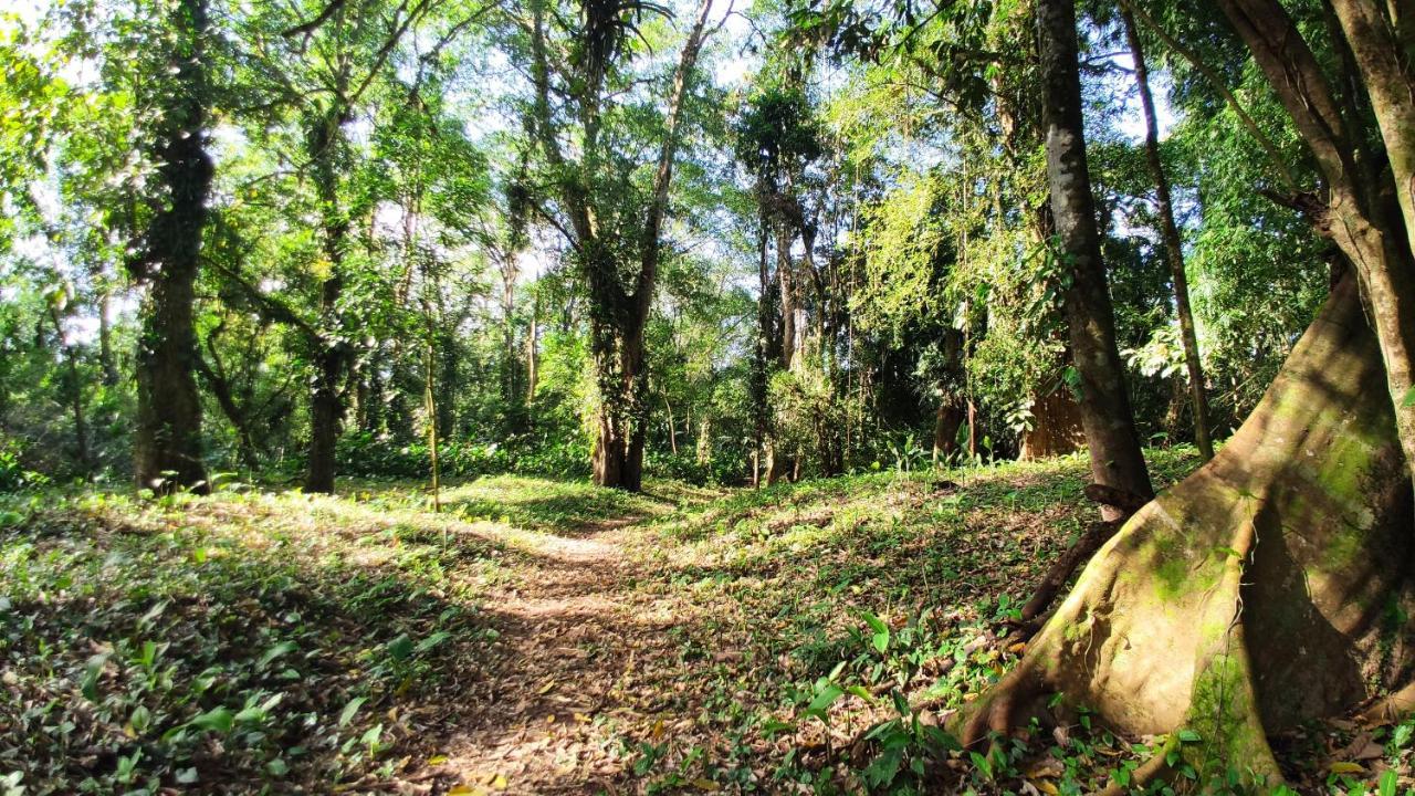 Gran Gavilán Del Lodge Sarapiquí